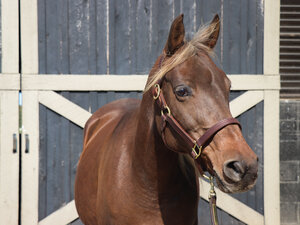 Clarke, an adoptable Rocky Mountain Horse in Nicholasville, KY_image-1