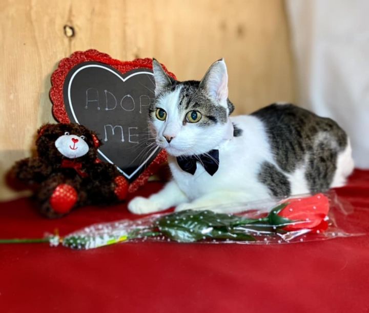 Milo, an adopted Domestic Short Hair in Puyallup, WA_image-1