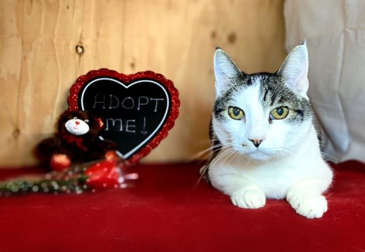 Milo, an adopted Domestic Short Hair in Puyallup, WA_image-4