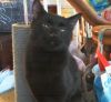 Maurice