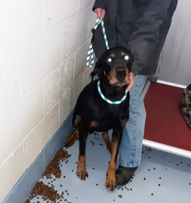 159680 Looking for owner, an adopted Black and Tan Coonhound in Ravenna, OH_image-1