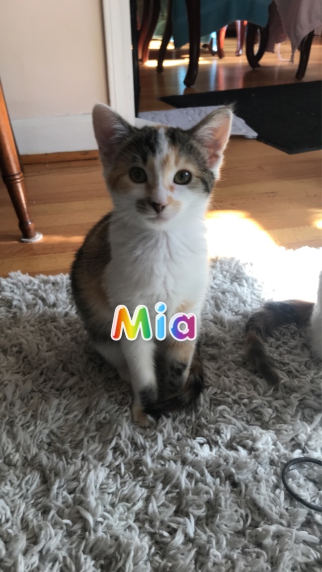 MIA - (SBT), an adopted American Shorthair in Columbia, SC_image-1