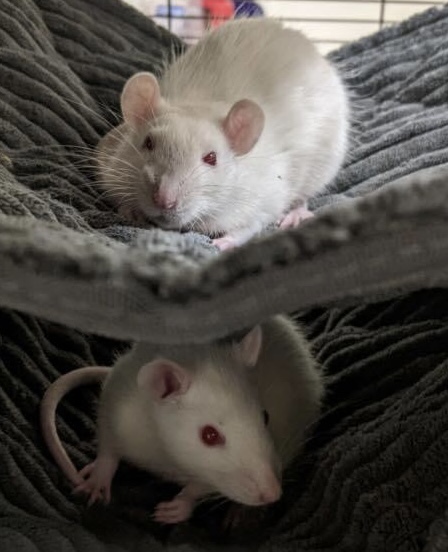 Crouton & Toast, an adopted Rat in ALBANY, NY_image-2