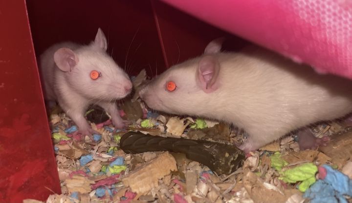 Crouton & Toast, an adopted Rat in ALBANY, NY_image-5