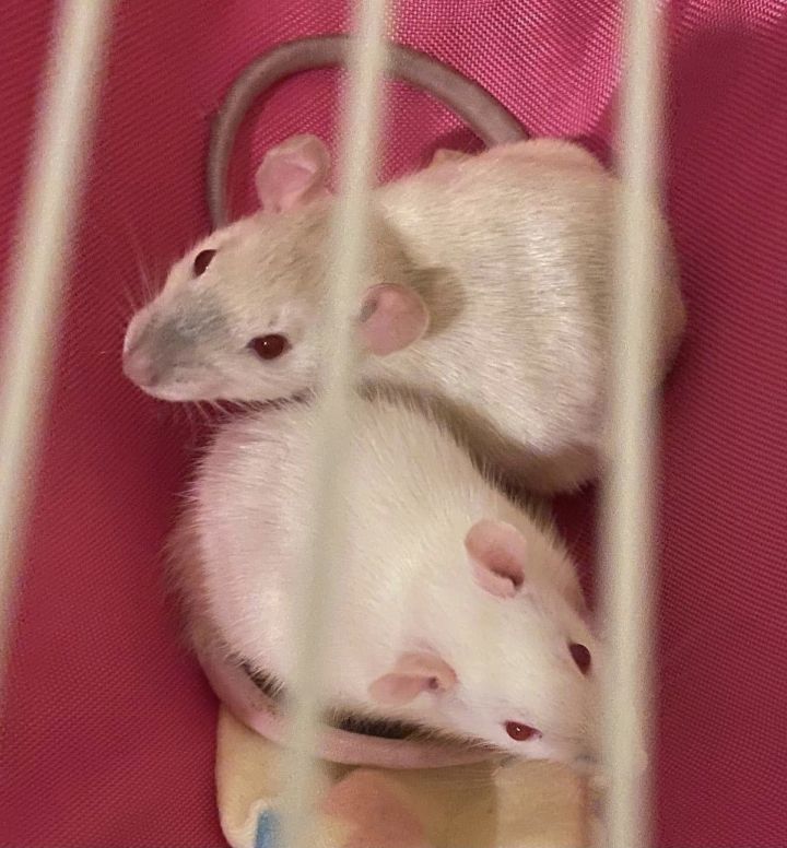Crouton & Toast, an adopted Rat in ALBANY, NY_image-6