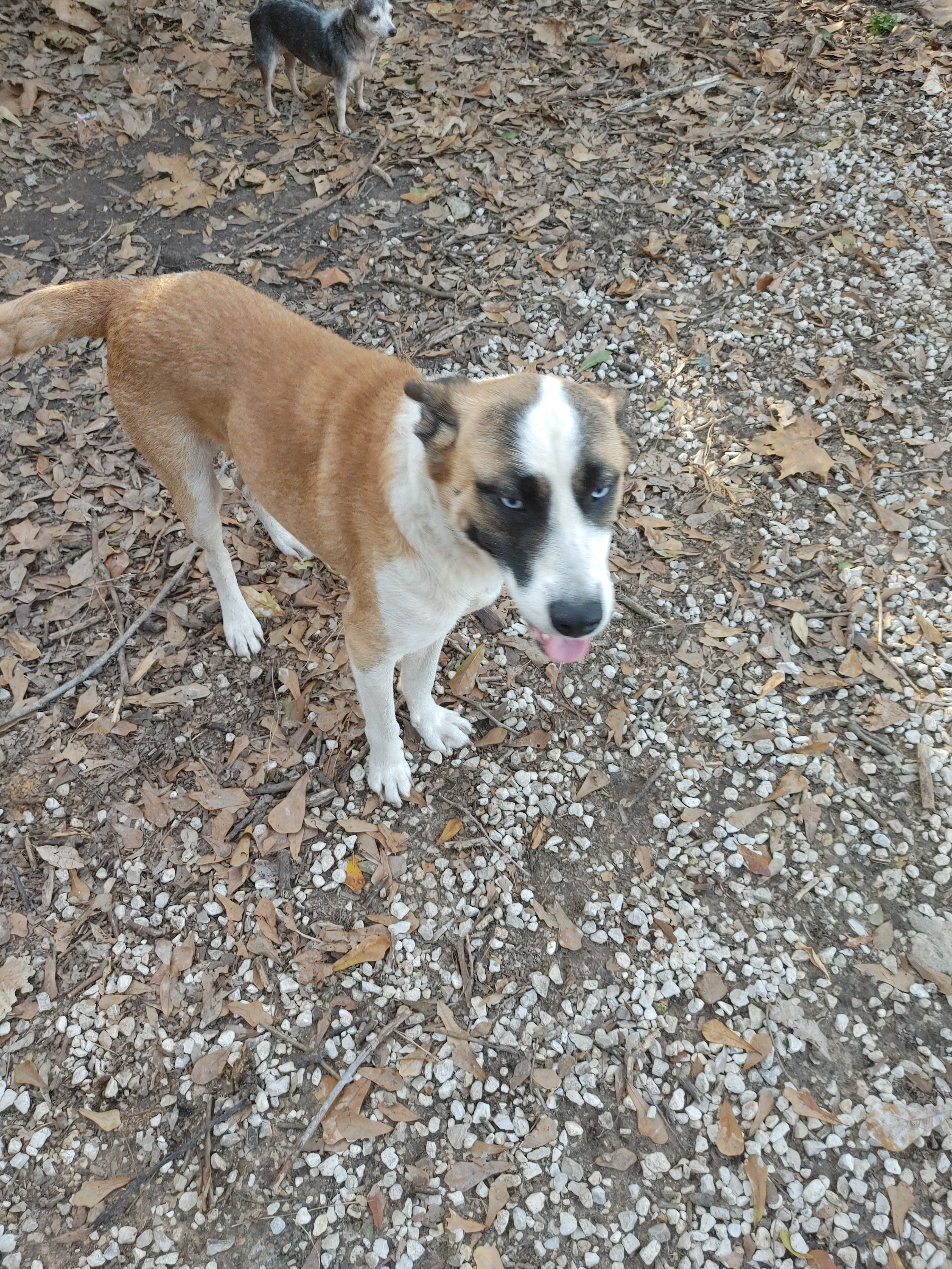 Shaggy, an adoptable Shepherd, Husky in Houston, TX, 77075 | Photo Image 2