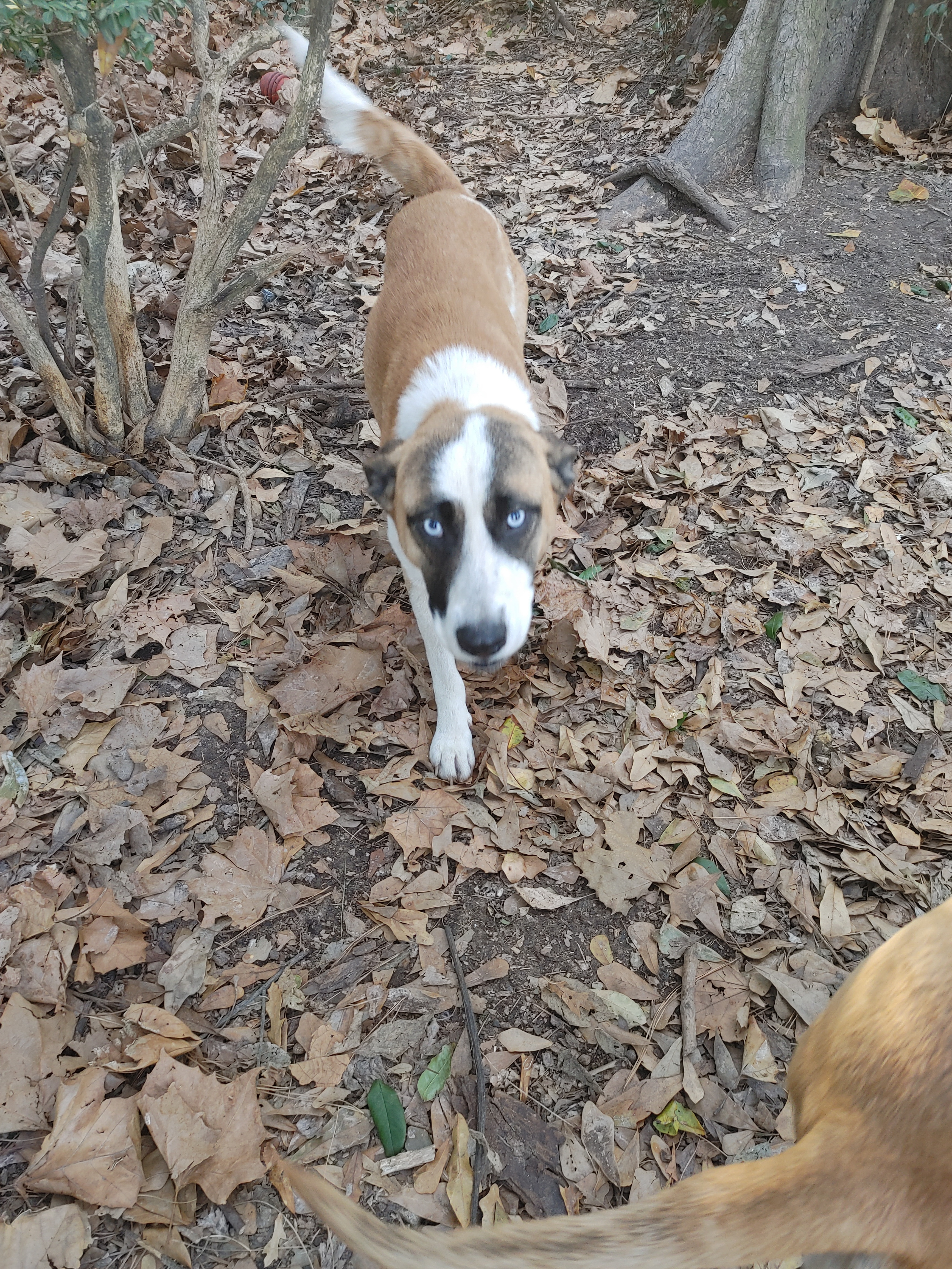 Shaggy, an adoptable Shepherd, Husky in Houston, TX, 77075 | Photo Image 3