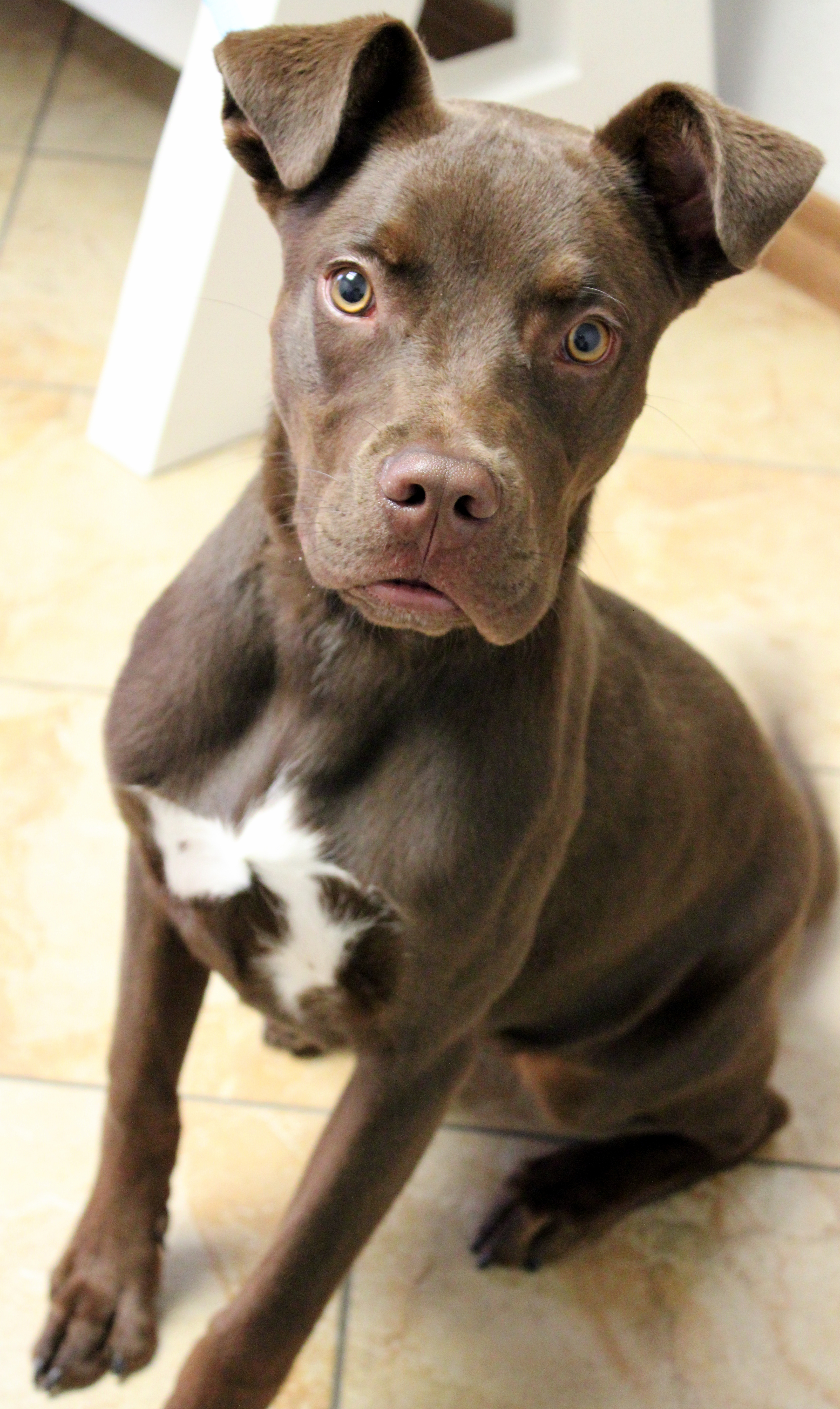 Ryder/Cooper, an adoptable Labrador Retriever, Pit Bull Terrier in Oklahoma City, OK, 73127 | Photo Image 6