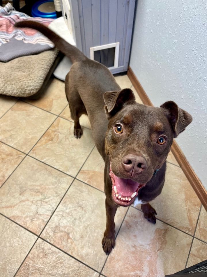 Chocolate lab pitbull store mix