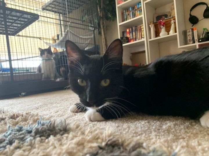 TULLY **Adoption Pending**, an adopted Domestic Short Hair & Tuxedo Mix in Panora, IA_image-3