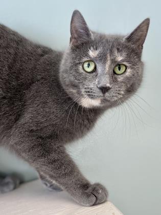 Aspen, an adoptable Domestic Short Hair in Belmont, NY, 14813 | Photo Image 2