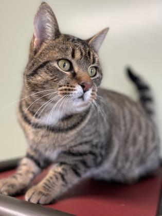 Marcell, an adoptable Domestic Short Hair in Belmont, NY, 14813 | Photo Image 2