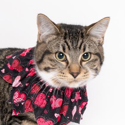 Tigger, an adopted Domestic Short Hair Mix in Caldwell, ID_image-1