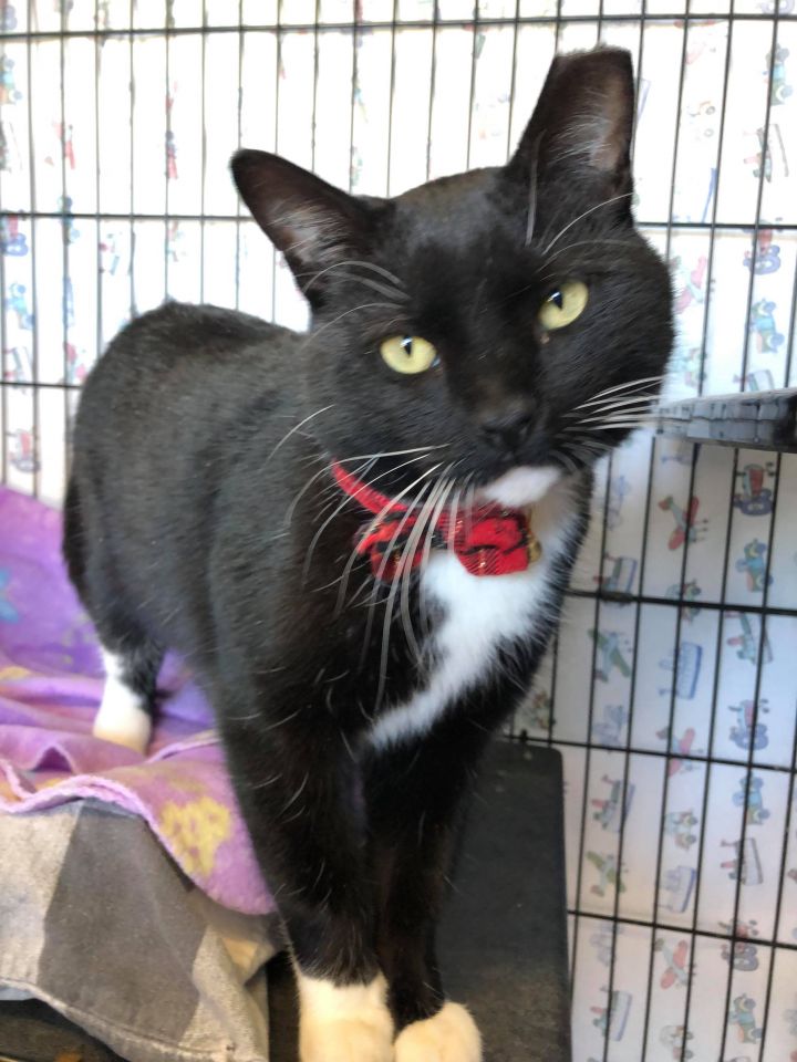 Mumbles, an adopted Tuxedo in Acushnet, MA_image-1