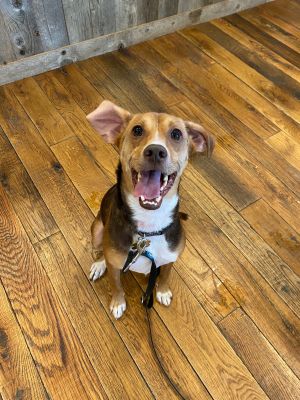 Dog for adoption - Sprocket, a Beagle Mix in Jackson, WY | Petfinder