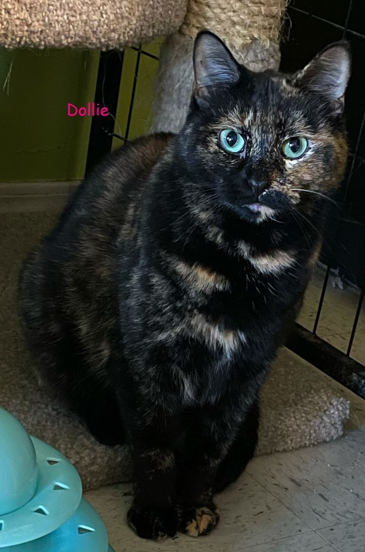 DOLLIE - Waiting Over a Year, an adopted Domestic Short Hair & Tortoiseshell Mix in Panora, IA_image-2