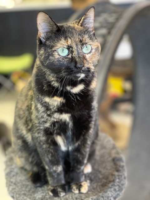 DOLLIE - Waiting Over a Year, an adopted Domestic Short Hair & Tortoiseshell Mix in Panora, IA_image-4