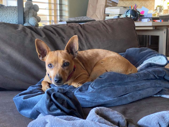 Lorelai, an adopted Chihuahua & Dachshund Mix in Austin, TX_image-3