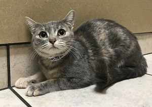 ADOPTED!  Merryweather (Channahon)