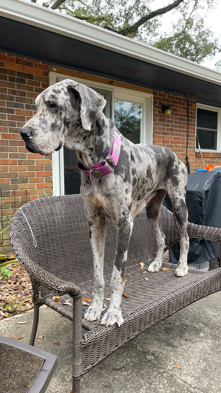 Lacy, an adopted Great Dane in Pensacola, FL_image-2