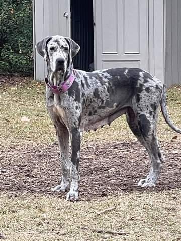 Lacy, an adopted Great Dane in Pensacola, FL_image-1