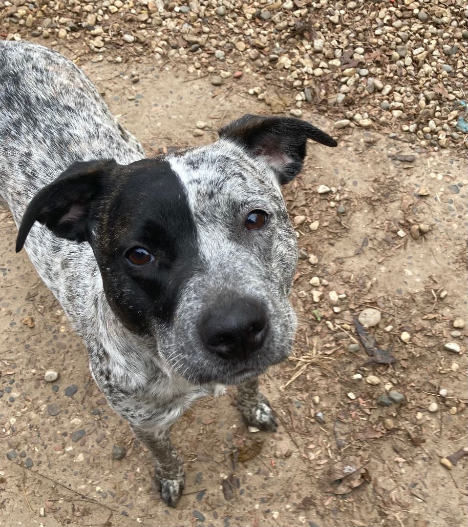 Maya, an adoptable Cattle Dog in Geneseo, IL, 61254 | Photo Image 3