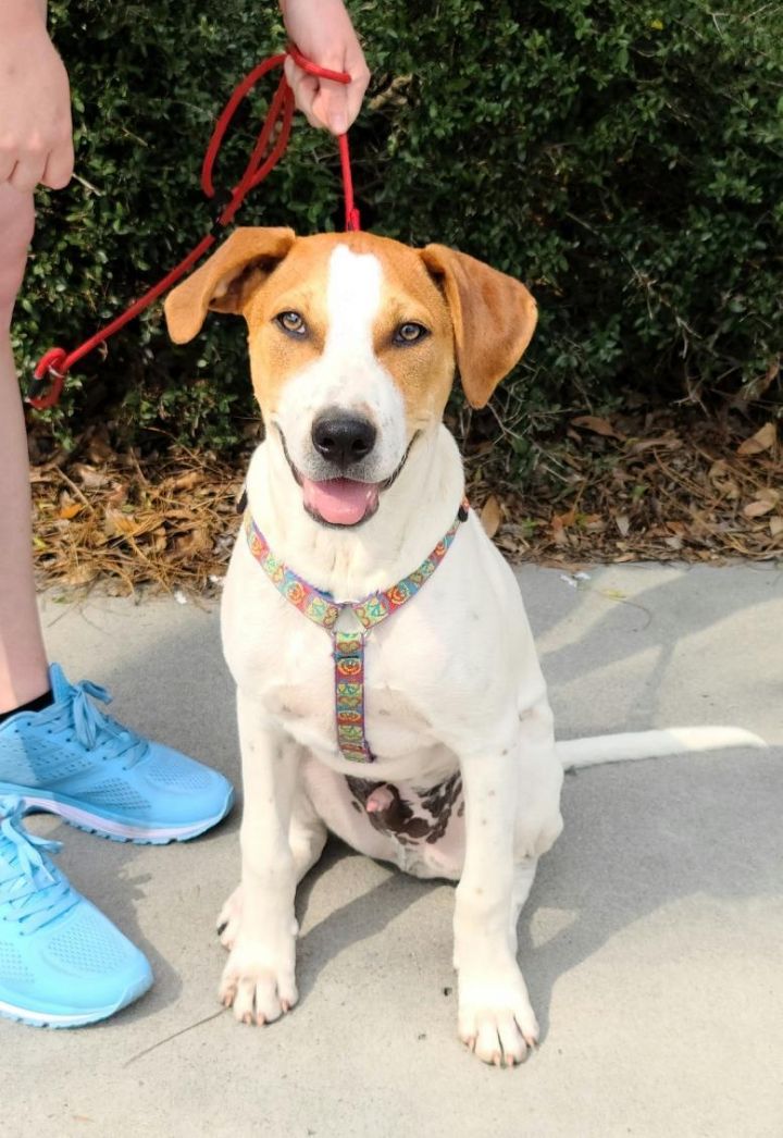 Dog For Adoption Clifton An English Coonhound Treeing Walker Coonhound Mix In Ladson Sc Petfinder