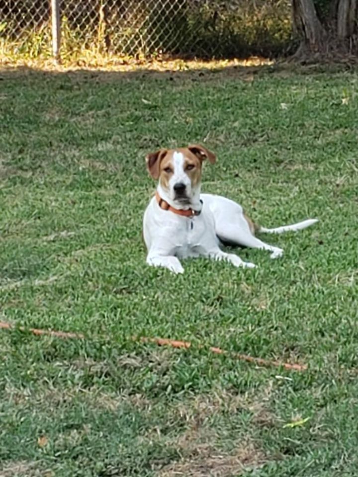 Dog For Adoption Clifton An English Coonhound Treeing Walker Coonhound Mix In Ladson Sc Petfinder