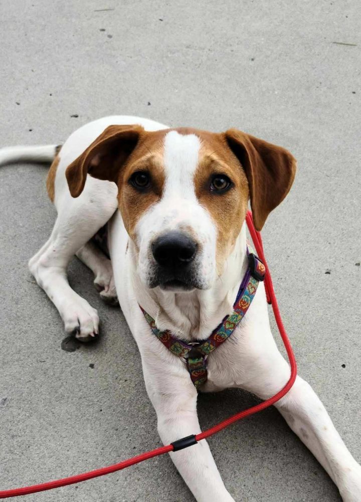 Dog For Adoption Clifton An English Coonhound Treeing Walker Coonhound Mix In Ladson Sc Petfinder