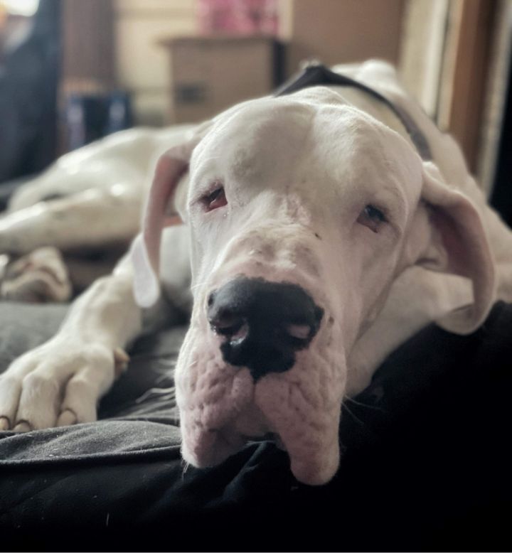 Ty, an adopted Great Dane in Pensacola, FL_image-2