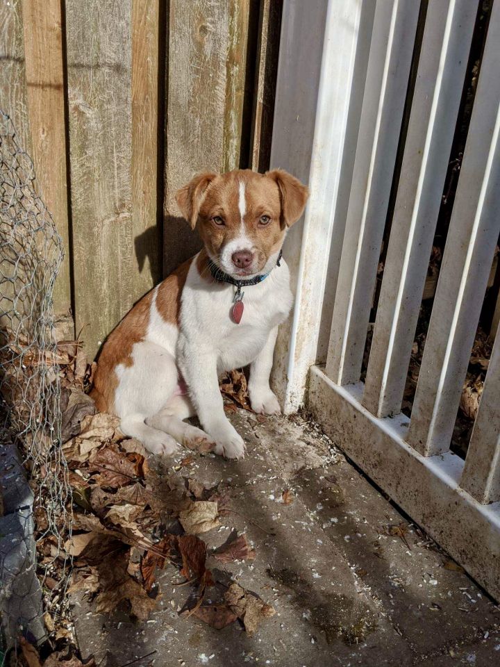 Jerry, an adopted Beagle & Chihuahua Mix in Paramus, NJ_image-1
