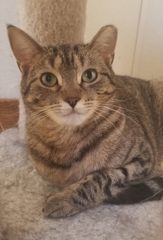 Starr, an adoptable Domestic Short Hair in Cedar Rapids, IA, 52405 | Photo Image 1