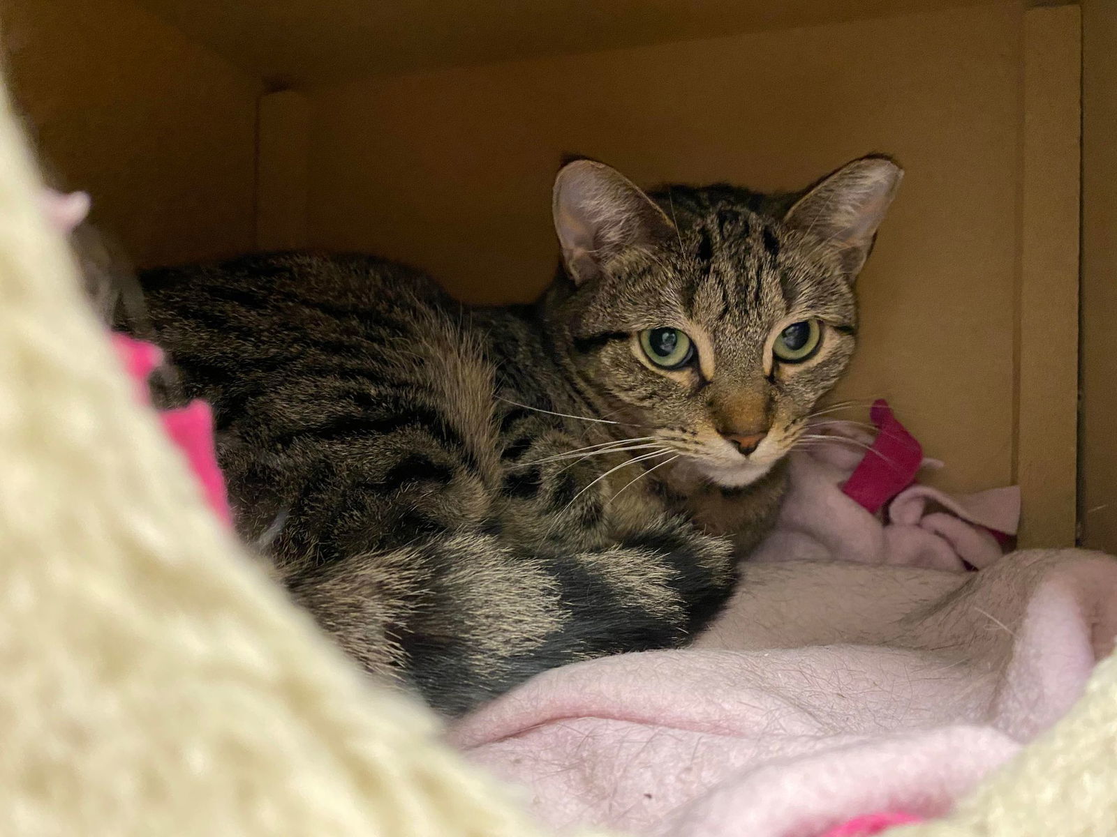 Starr, an adoptable Domestic Short Hair in Cedar Rapids, IA, 52405 | Photo Image 2