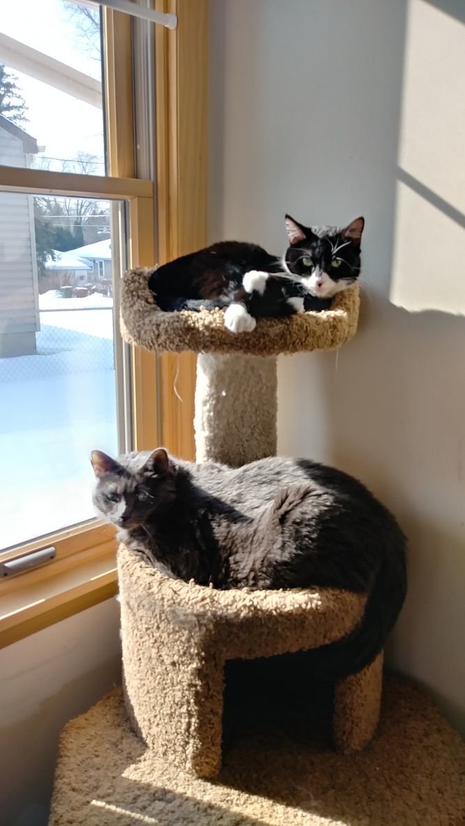Bella & 6ie (Bonded Pair) - pending adoption
