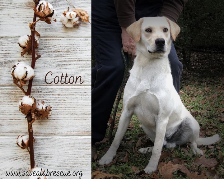 Cotton, an adopted Labrador Retriever & Yellow Labrador Retriever Mix in Newport, RI_image-1