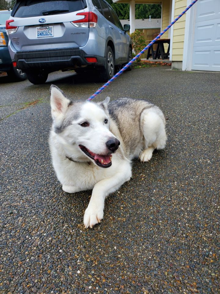 Koda, an adopted Husky in Olympia, WA_image-1