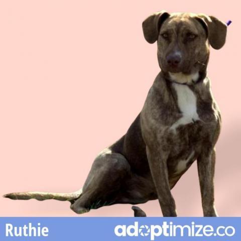 Buffalo Grove Pets Who Need A Home: Meet Adirah, Klaus, Strudel & More