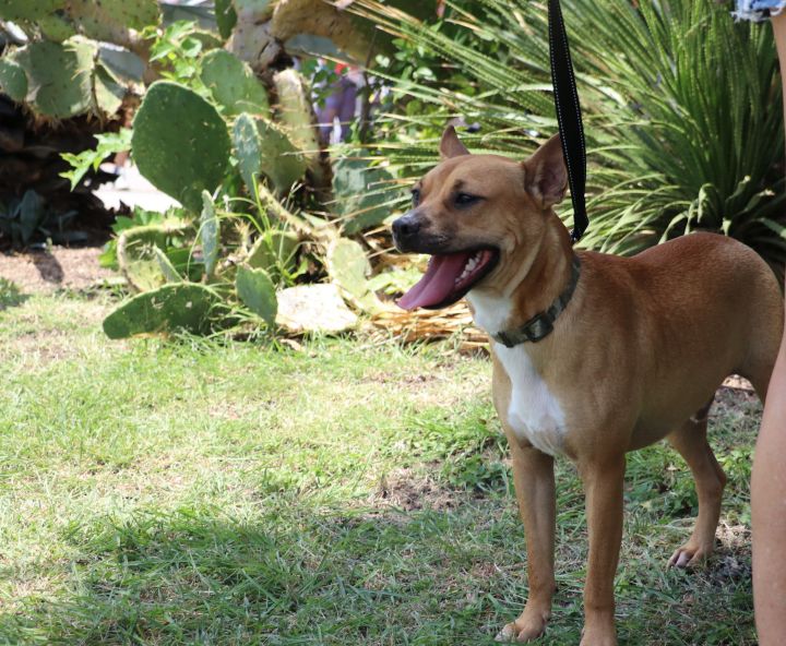 Thurston, an adopted Black Mouth Cur Mix in Pflugerville, TX_image-2