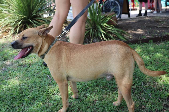 Thurston, an adopted Black Mouth Cur Mix in Pflugerville, TX_image-6