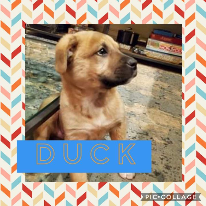 Duck, an adopted German Shepherd Dog Mix in Cornelius, NC_image-2