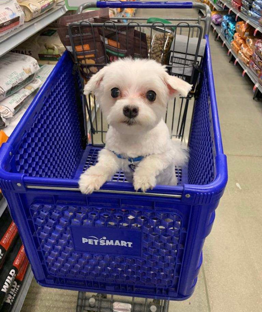 Casper, an adopted Maltese in Jamaica, NY_image-1