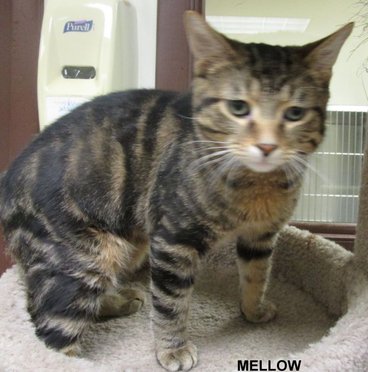 Mellow, an adopted Domestic Short Hair in Miller Beach, IN_image-1
