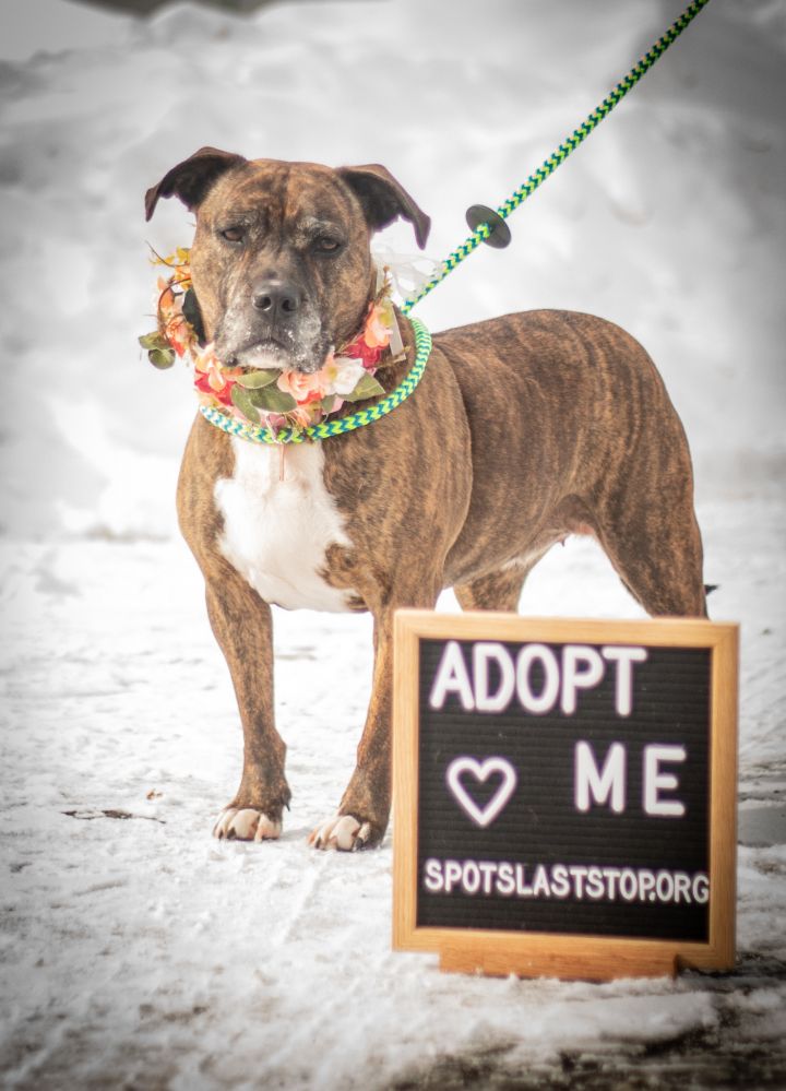 Morgan, an adopted American Bully Mix in Prior Lake, MN_image-1