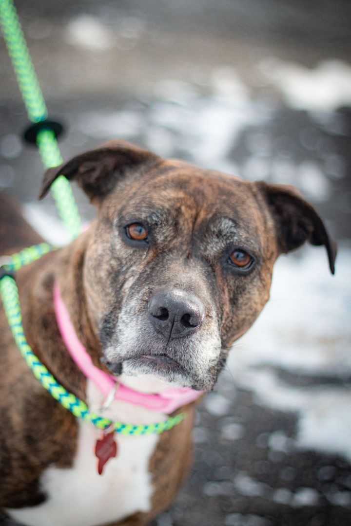 Morgan, an adopted American Bully Mix in Prior Lake, MN_image-3