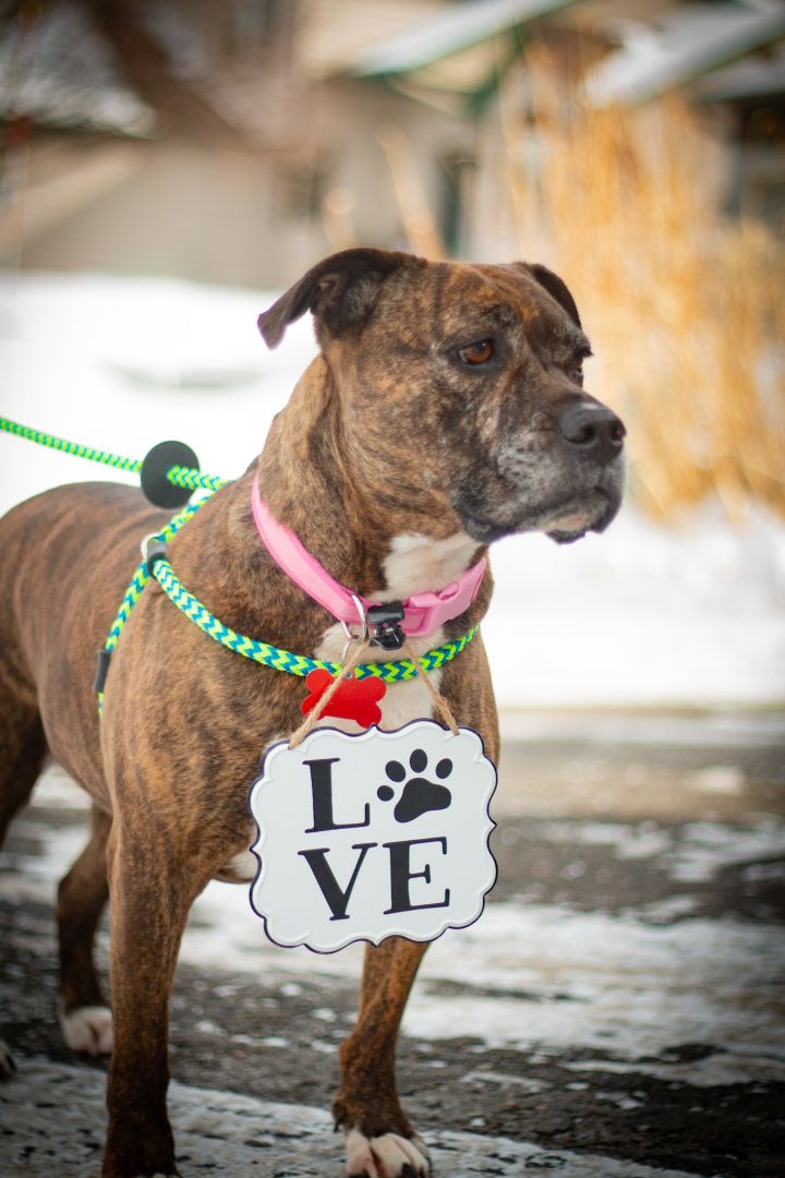 Morgan, an adopted American Bully Mix in Prior Lake, MN_image-4