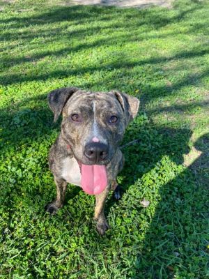 Dogs For Adoption Near The Villages Fl Petfinder