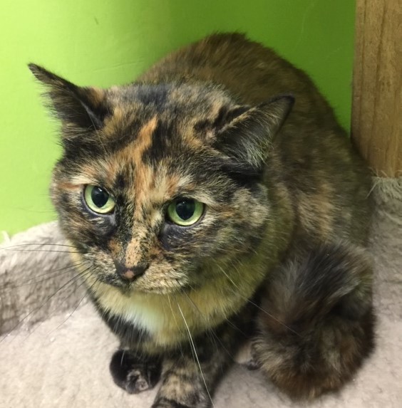 DENALI, an adopted Domestic Short Hair & Tortoiseshell Mix in Panora, IA_image-3