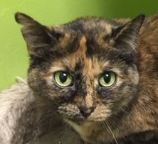DENALI, an adopted Domestic Short Hair & Tortoiseshell Mix in Panora, IA_image-1