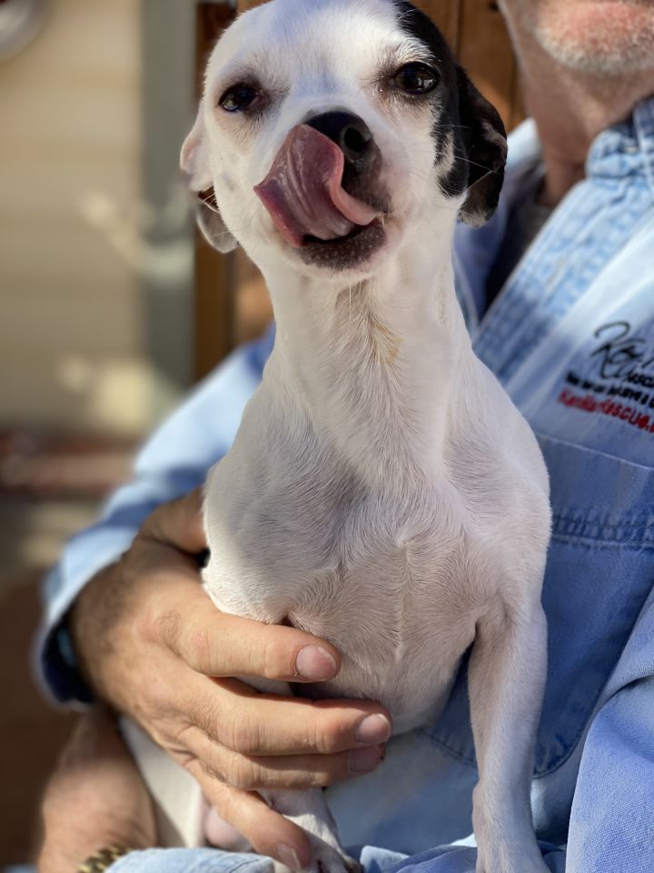 Lola!, an adopted Chihuahua & Terrier Mix in Los Angeles, CA_image-2