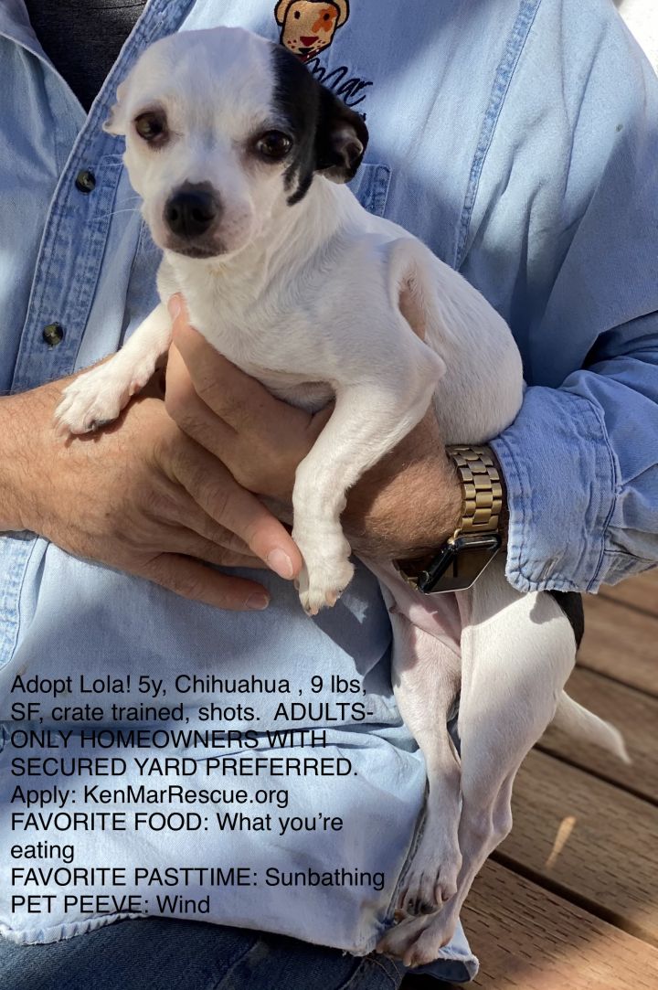 Lola!, an adopted Chihuahua & Terrier Mix in Los Angeles, CA_image-5